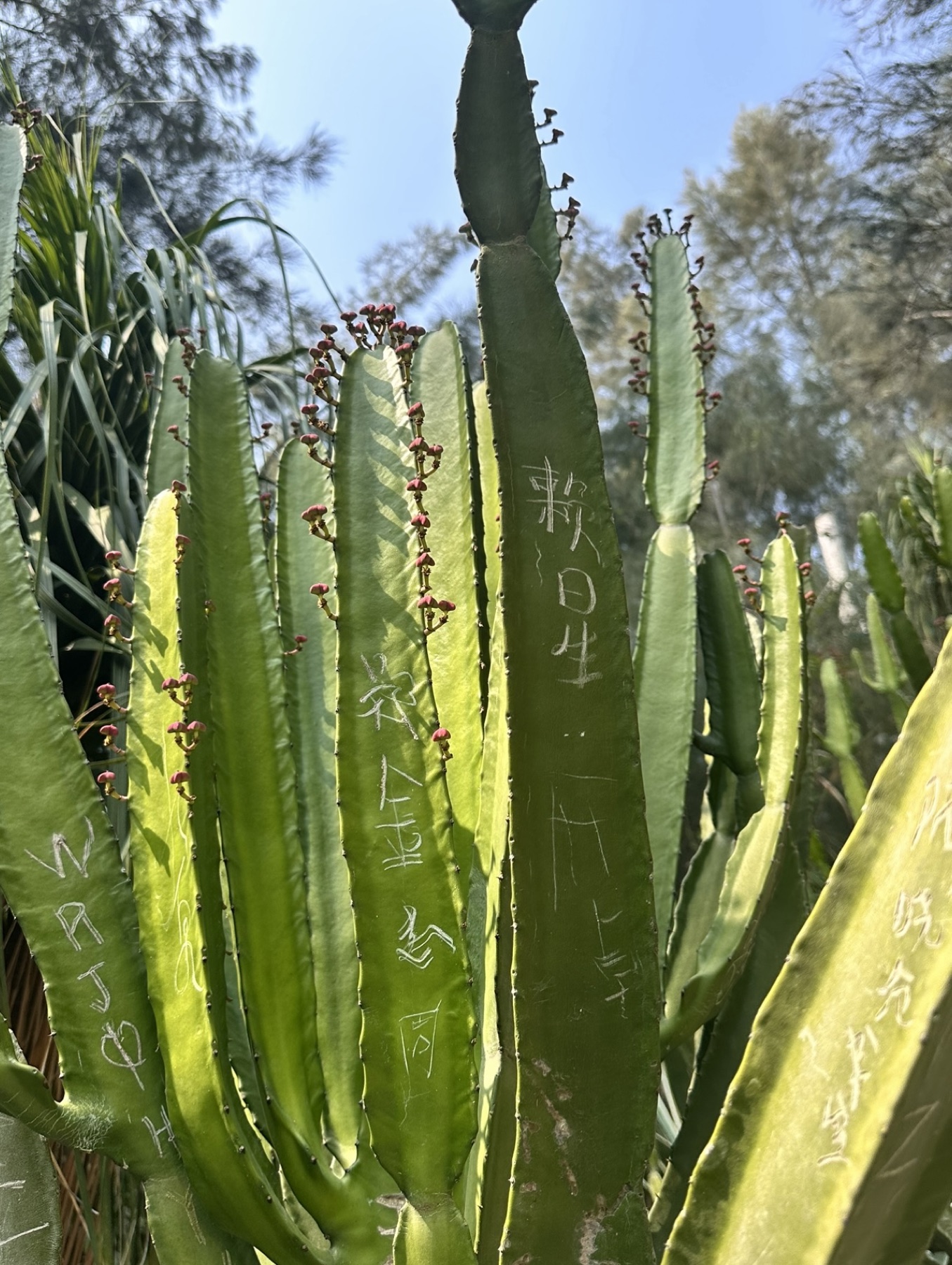 Names and drawings scratched into tall cactus stems at a botanical garden