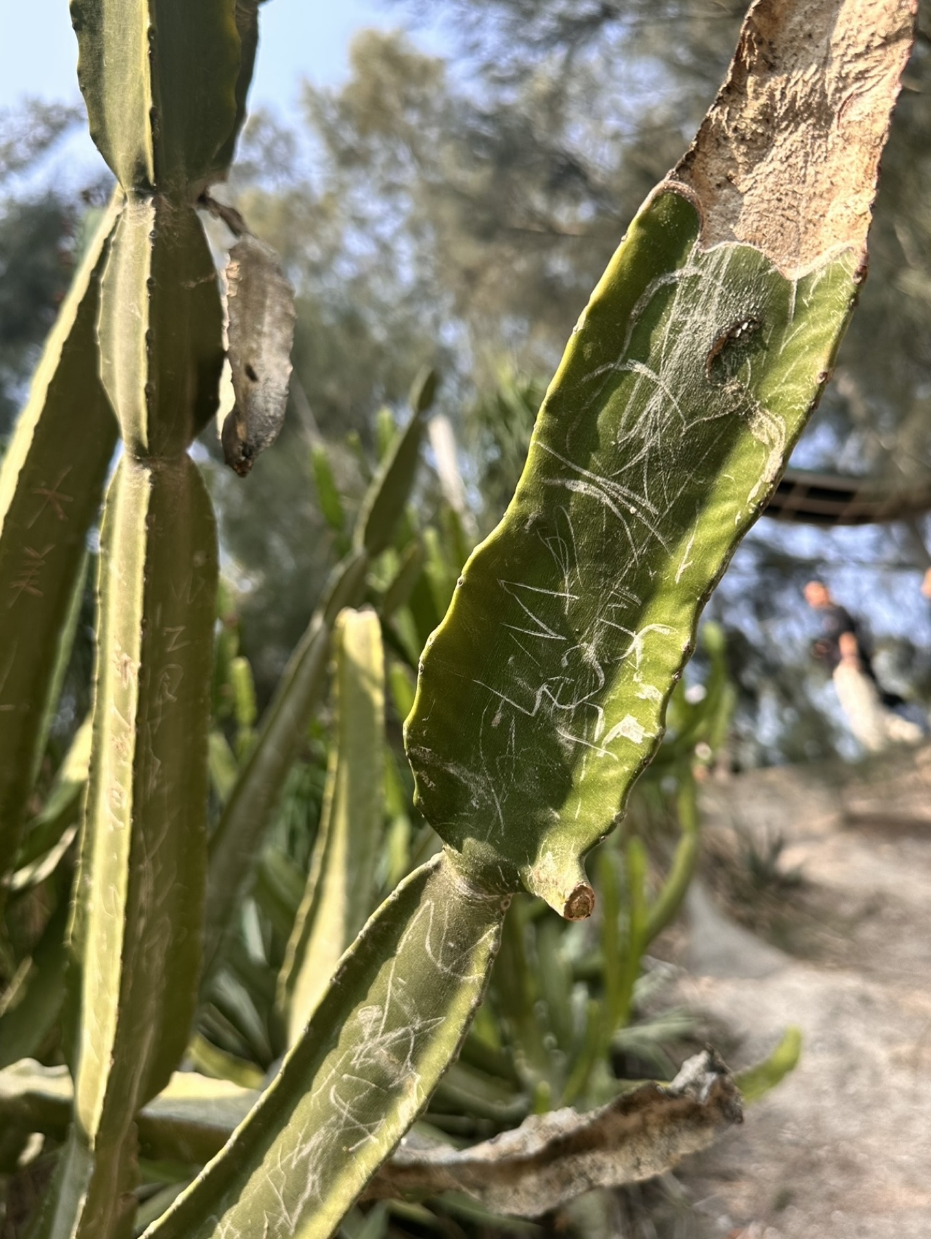A damaged cactus stem covered with scratched marks