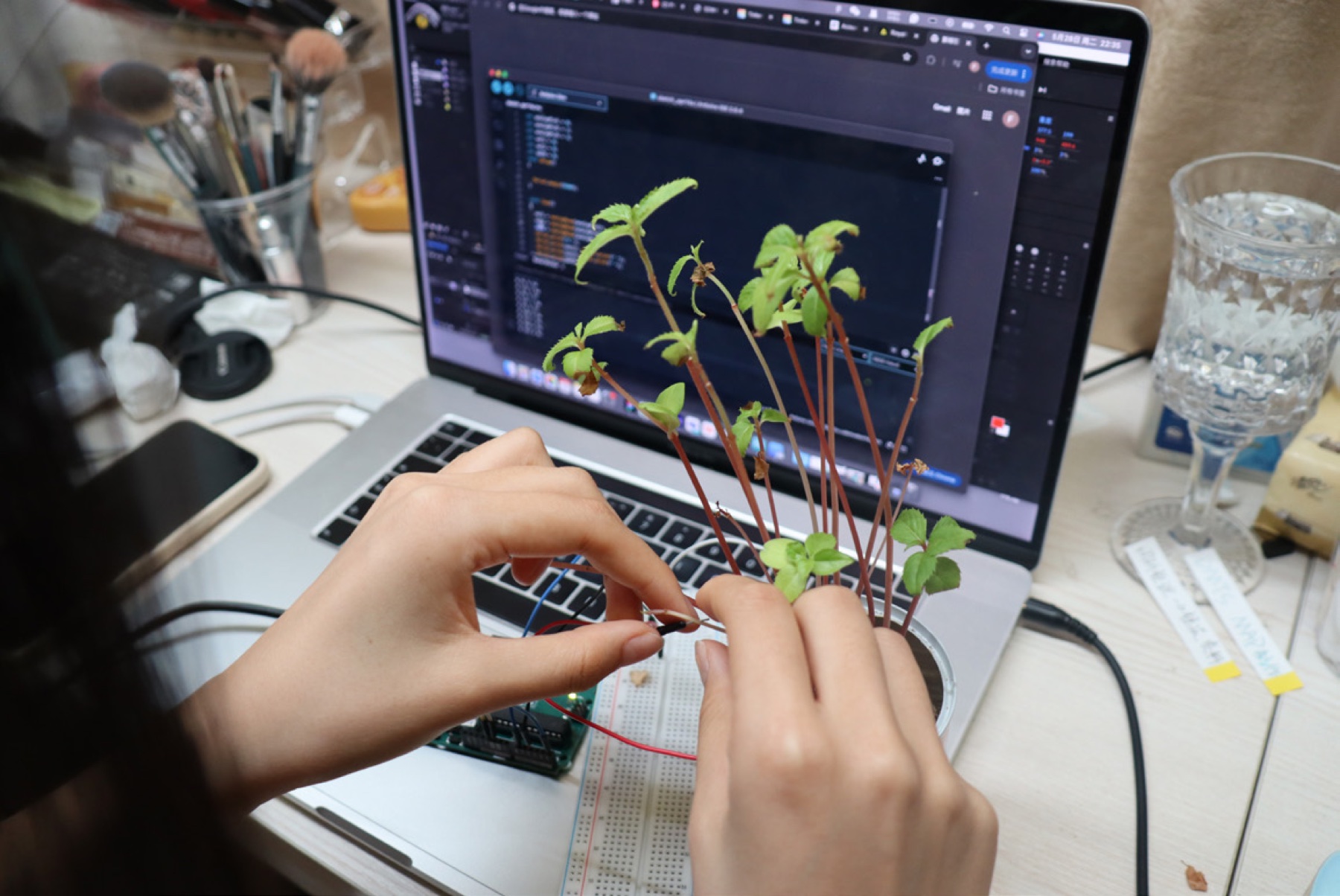Testing plant sensing with a small plant, Arduino and laptop