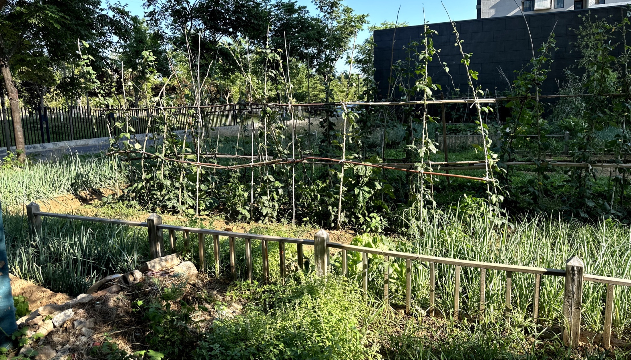 A close view of mature vegetables growing in the shared residential plot