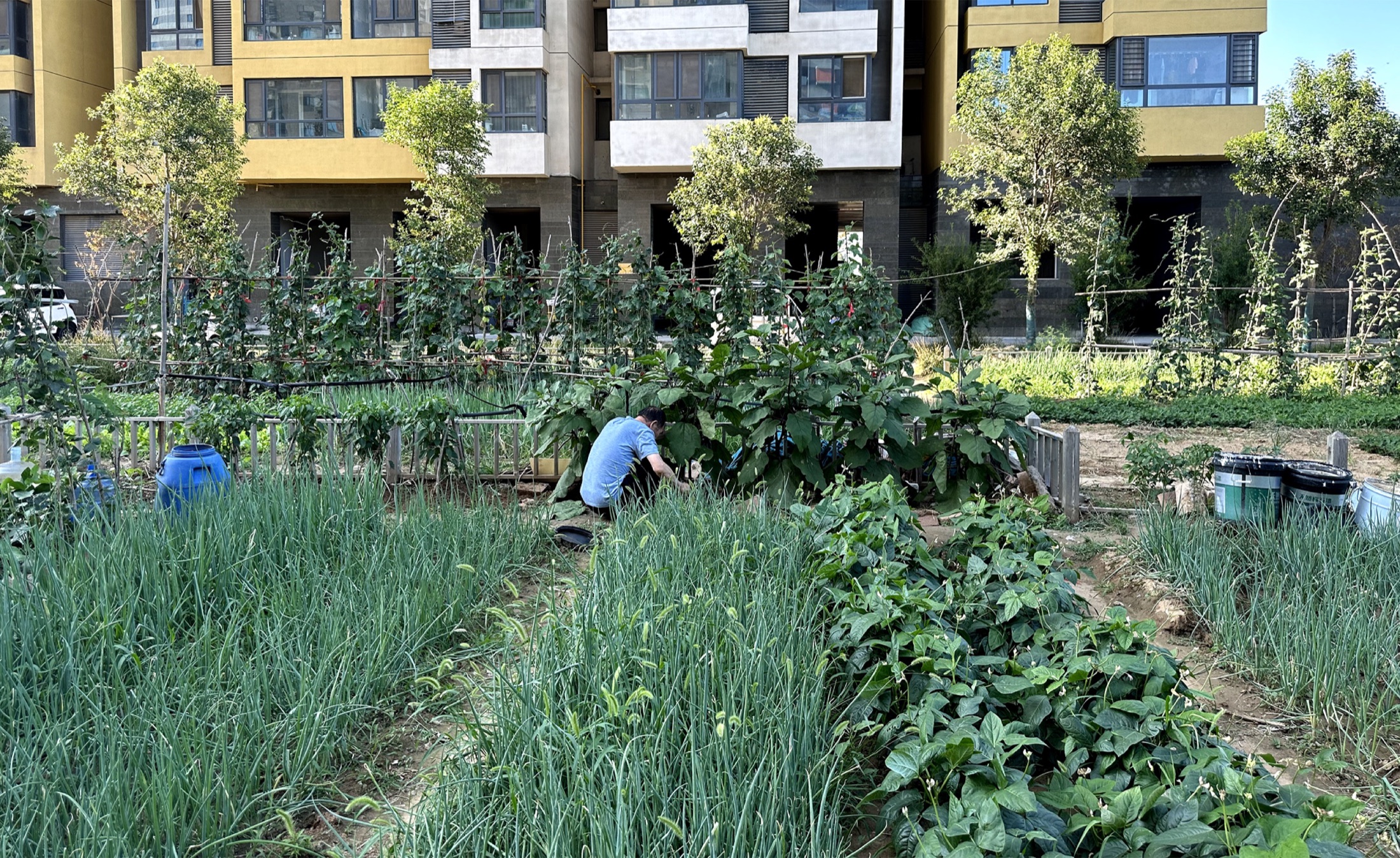 A resident tending vegetables in a shared growing area between residential buildings